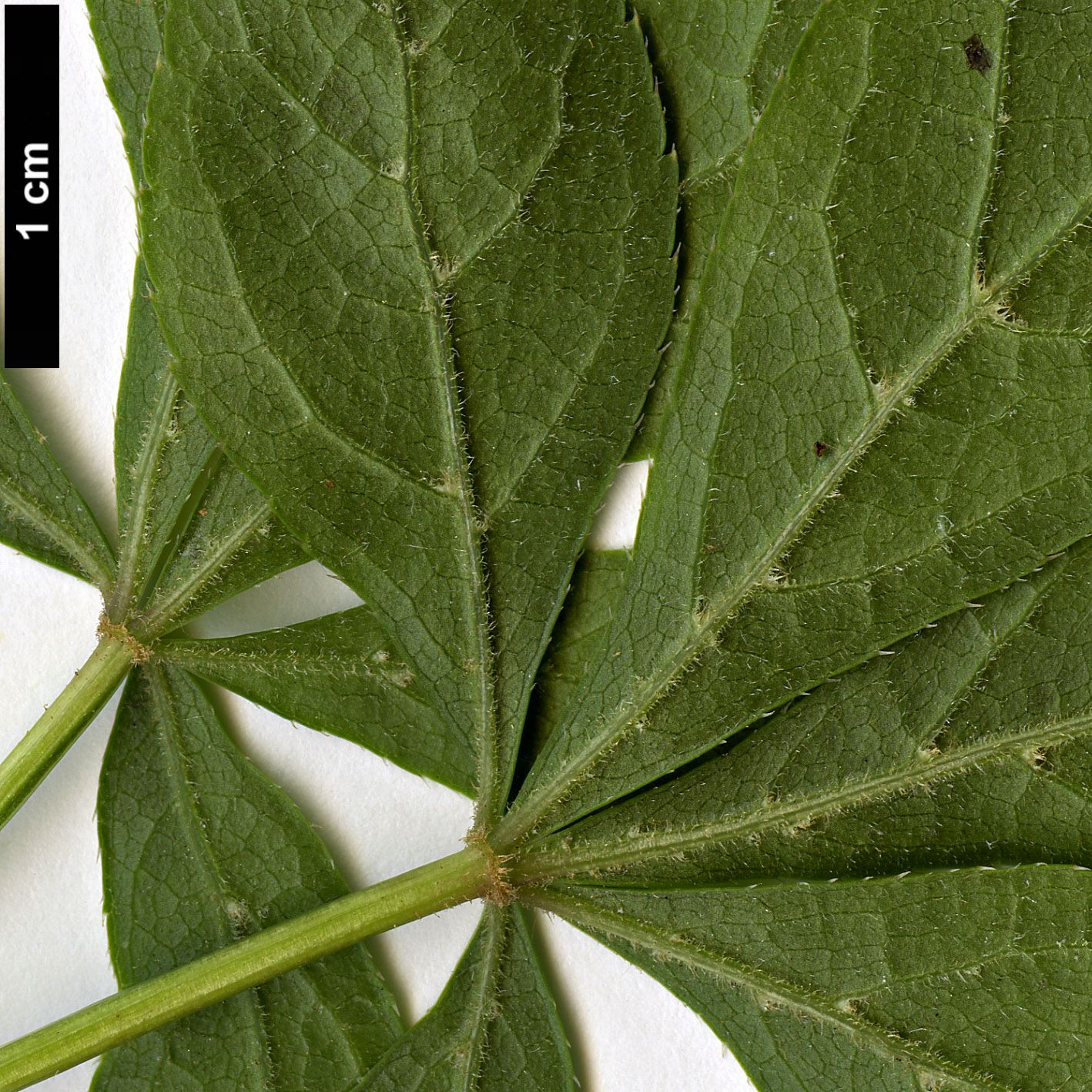 High resolution image: Family: Araliaceae - Genus: Eleutherococcus - Taxon: aff. senticosus